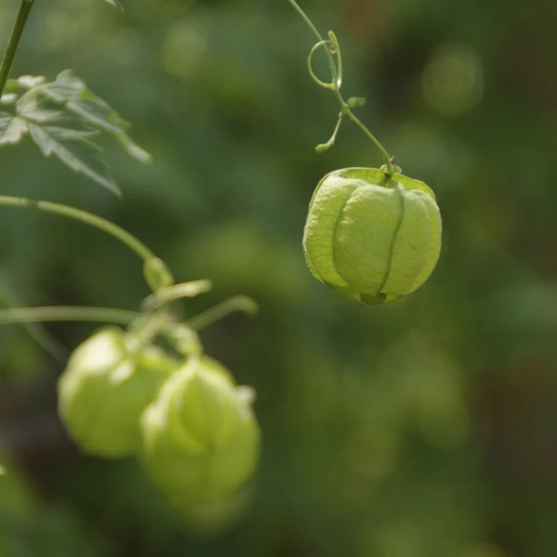 Graines de Pois de Cœur • Certifiées AB