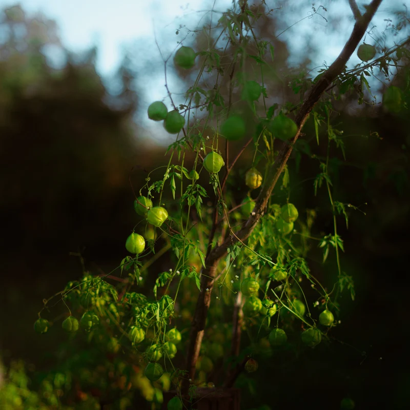 Graines de Pois de Cœur • Certifiées AB