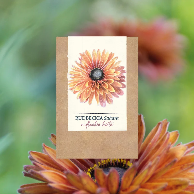 Graines de Rudbeckia "Sahara" • Non traitées