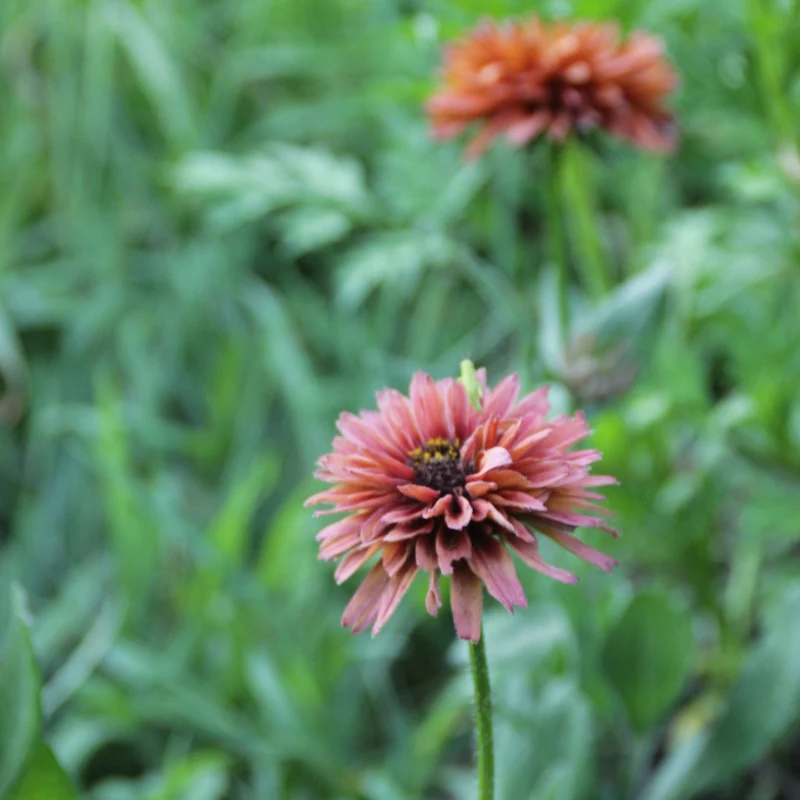 Graines de Rudbeckia "Sahara" • Non traitées