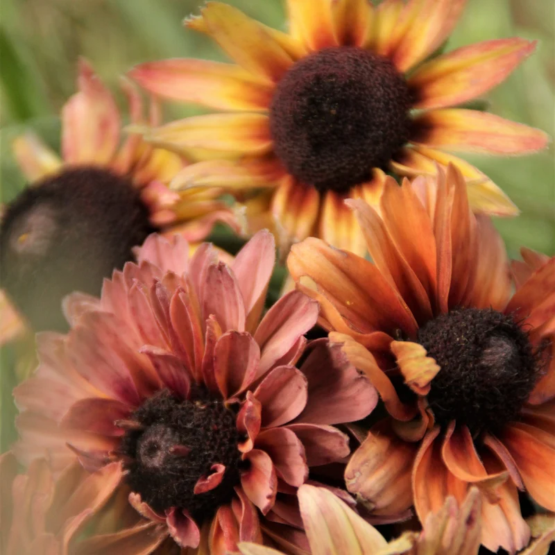 Graines de Rudbeckia "Sahara" • Non traitées