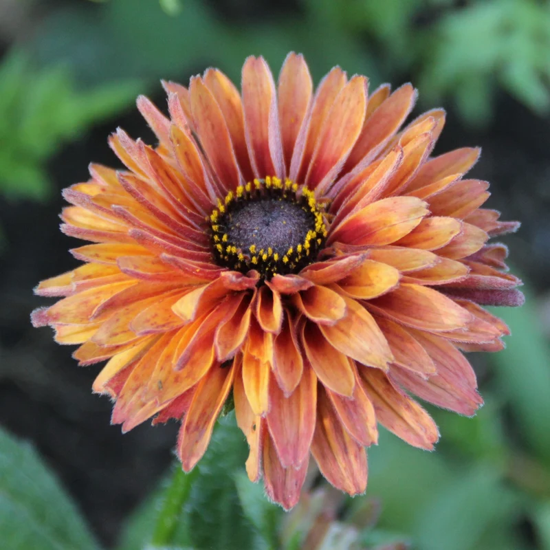 Graines de Rudbeckia "Sahara" • Non traitées