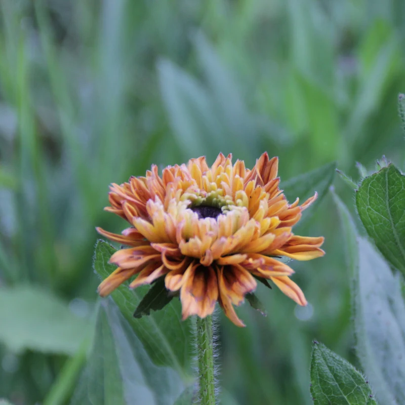 Graines de Rudbeckia "Sahara" • Non traitées