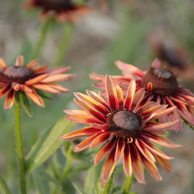 Graines de Rudbeckia "Sahara" • Non traitées