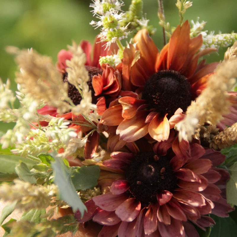 Graines de Rudbeckia "Sahara" • Non traitées