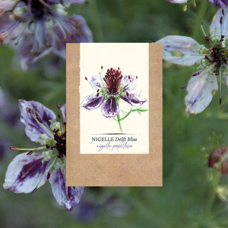 Graines de Nigelle "Delft Blue" • Certifiées AB