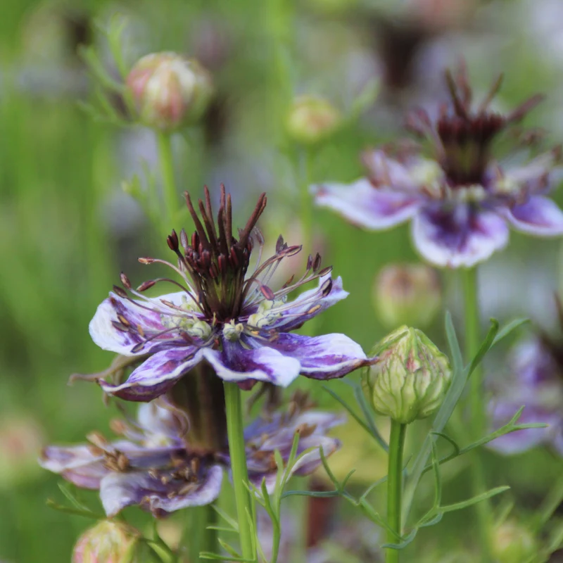 Graines de Nigelle "Delft Blue" • Certifiées AB