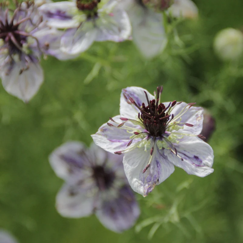Graines de Nigelle "Delft Blue" • Certifiées AB