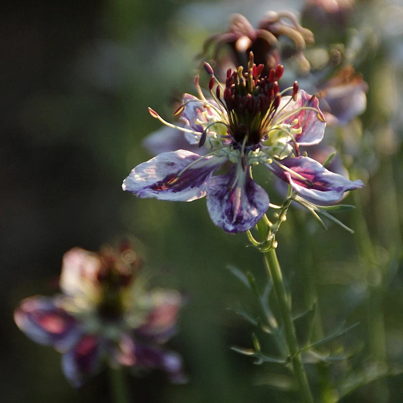 Graines de Nigelle "Delft Blue" • Certifiées AB