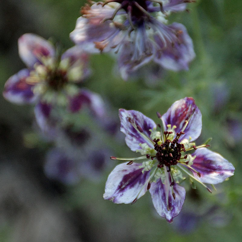 Graines de Nigelle "Delft Blue" • Certifiées AB