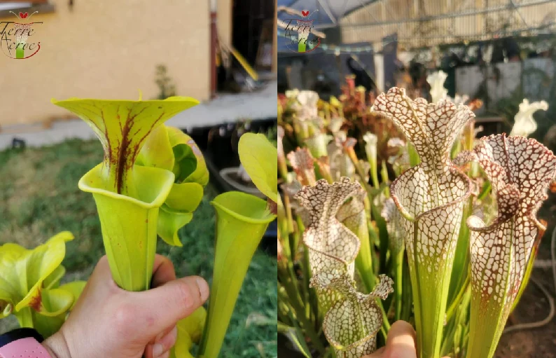 Graines Sarracenia 2023 (SFX03 x SL02) (23.126)