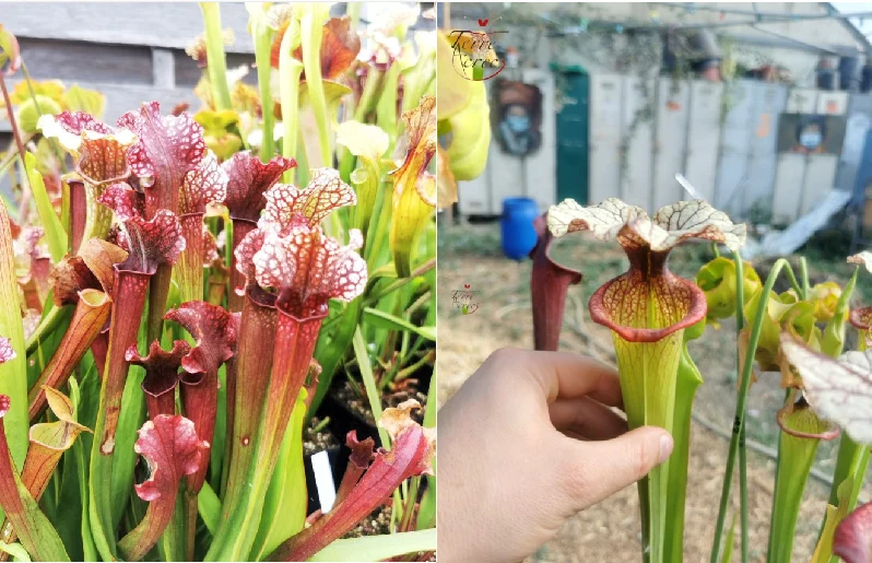 Graines Sarracenia 2023 (SX09 x SXM09) (23.161)