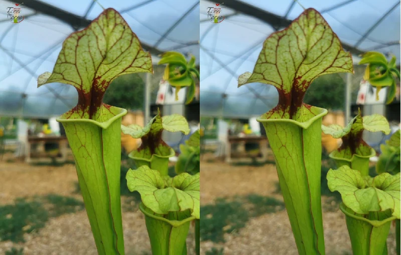 Graines Sarracenia 2023 (SX25a x SX25a) (23.219)
