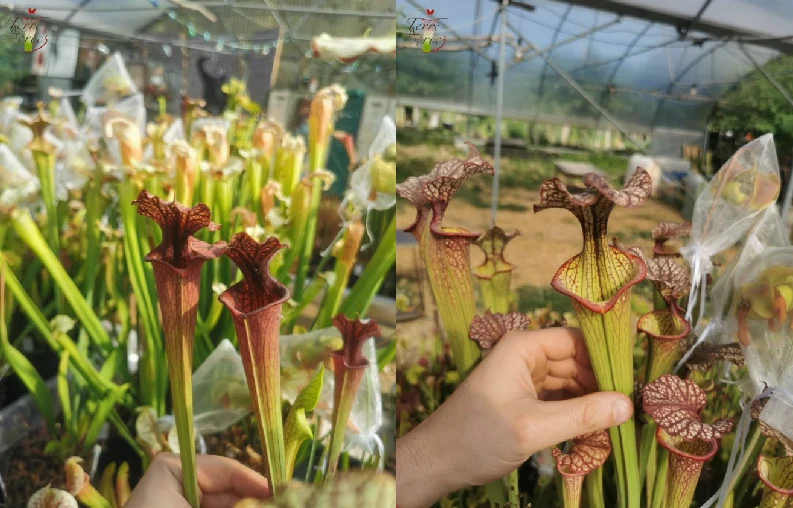 Graines Sarracenia 2023 (SXF02 x SXM04) (23.124)