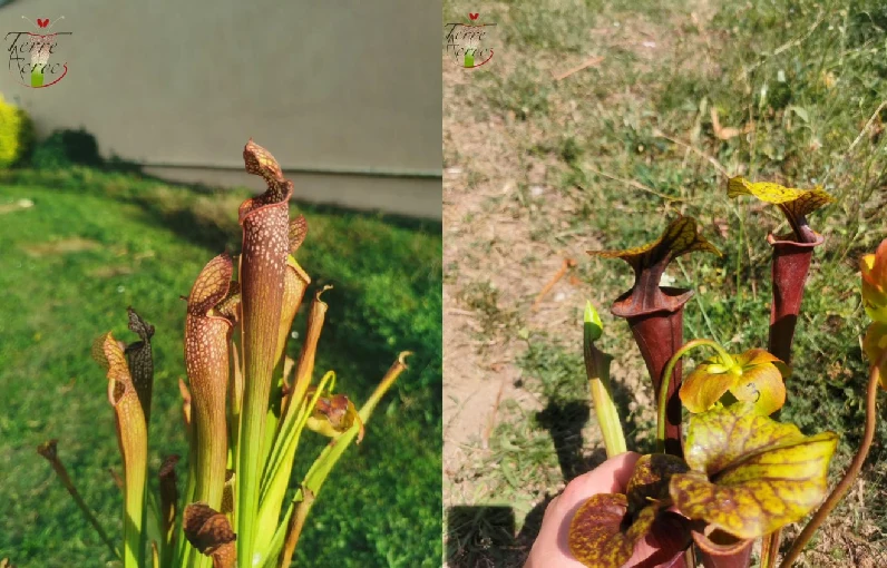 Graines Sarracenia 2023 (SXF03 x SFA02) (23.128)