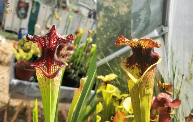 Graines Sarracenia 2023 (SXM06 x SXM21) (23.266)