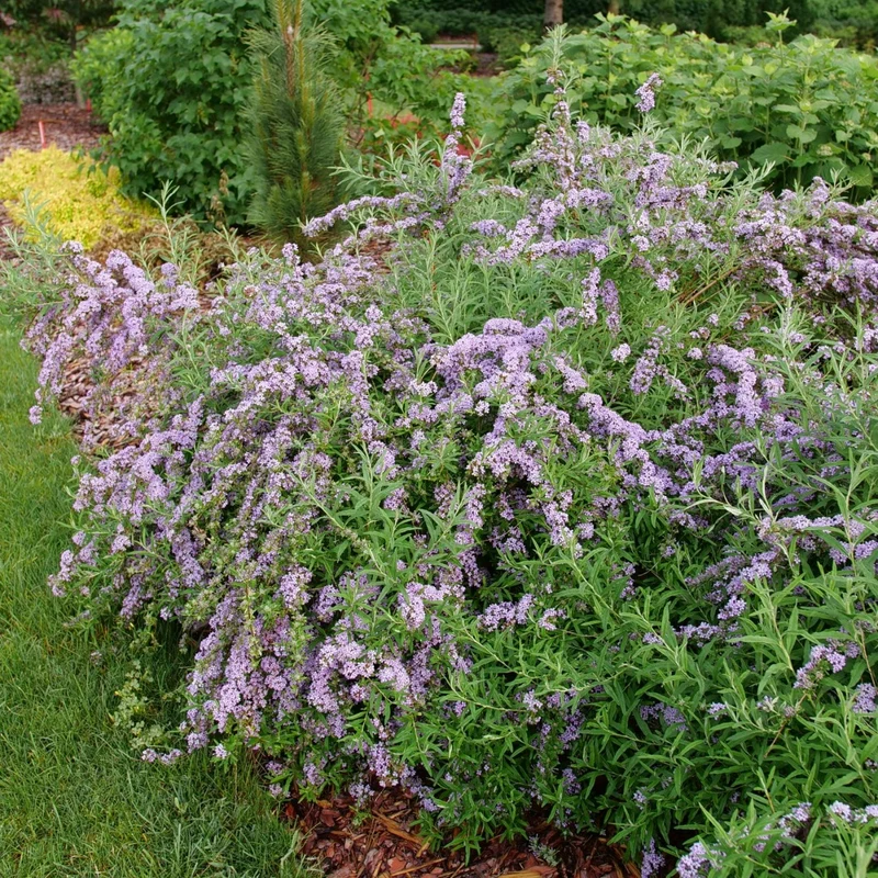 Buddleia alternifolia MOP TOP™ – Buddleia à feuilles alternes MOP TOP™