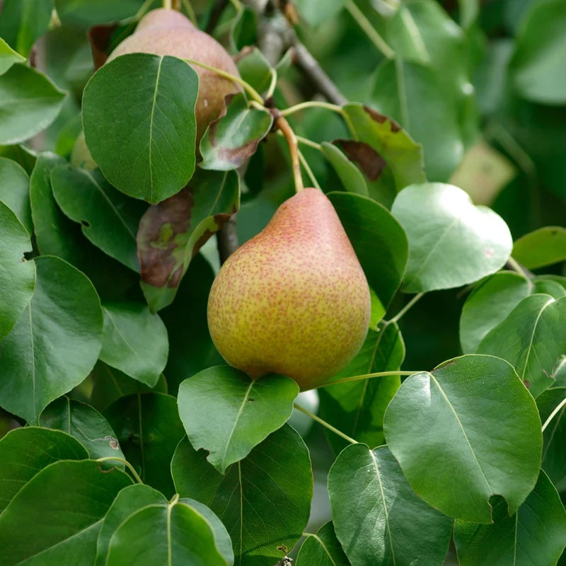 Poirier 'Beauté Flamande' -Pyrus communis 'Flemish Beauty'