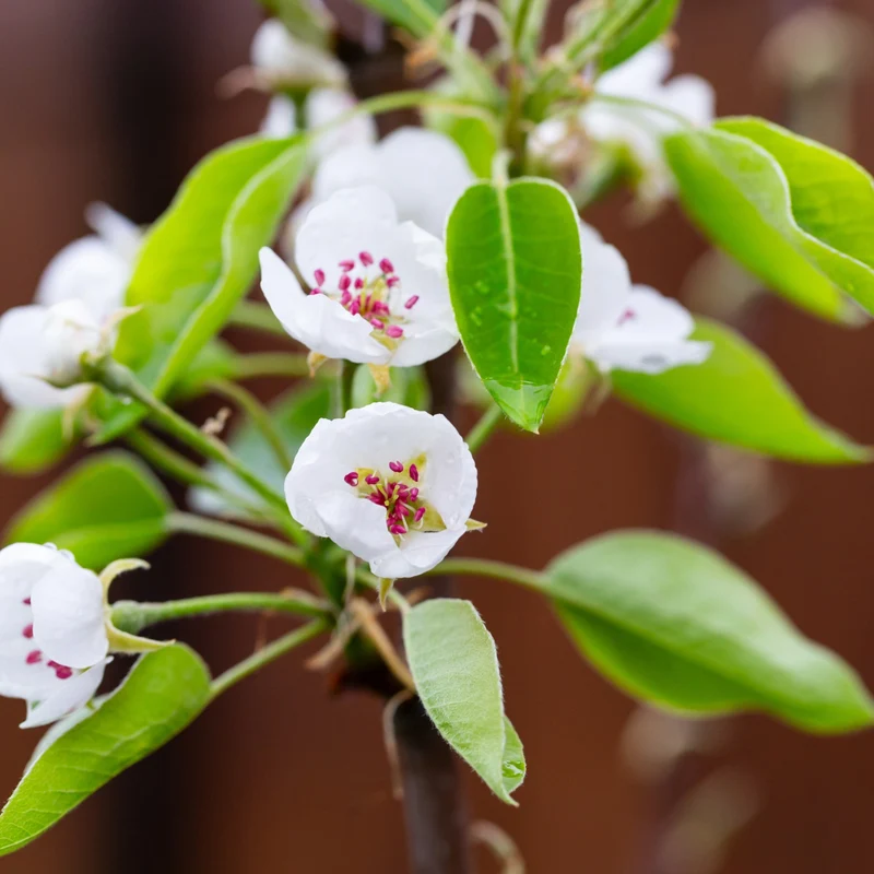 Poirier 'Beauté Flamande' -Pyrus communis 'Flemish Beauty'