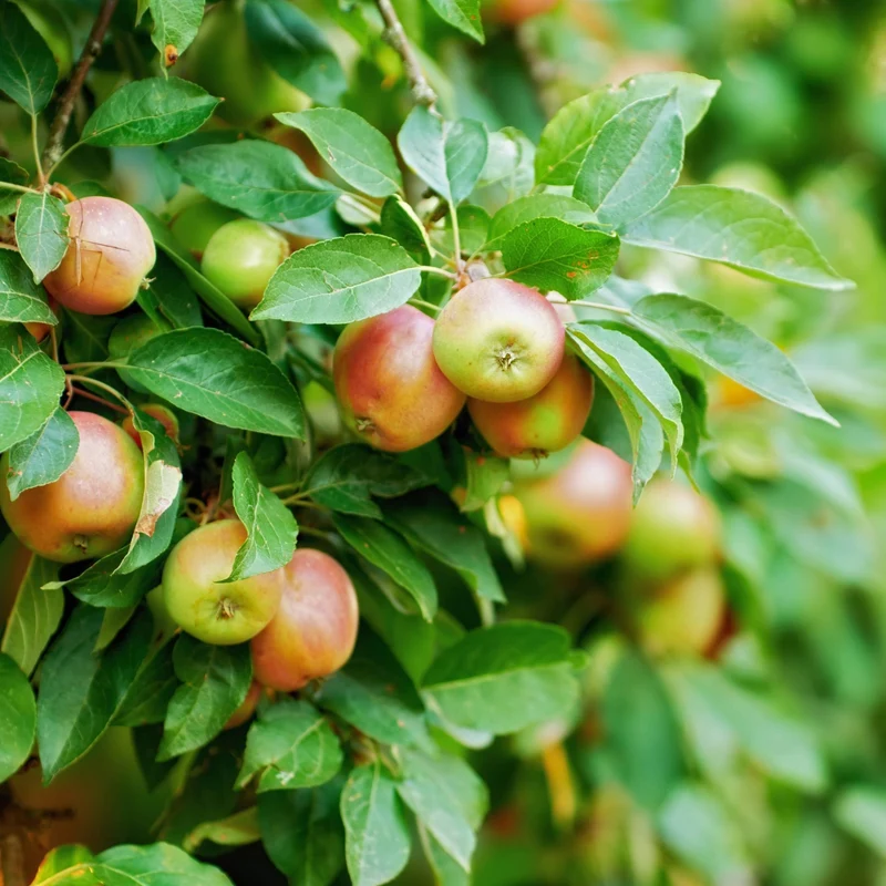 Pommier 'Empire' - Malus domestica 'Empire'