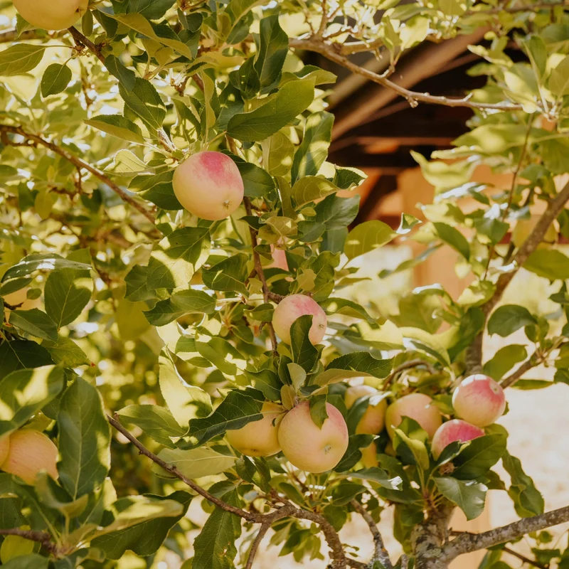 Pommier 'Ambrosia' - Malus domestica 'Ambrosia'