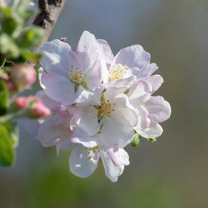 Pommier 'Ambrosia' - Malus domestica 'Ambrosia'
