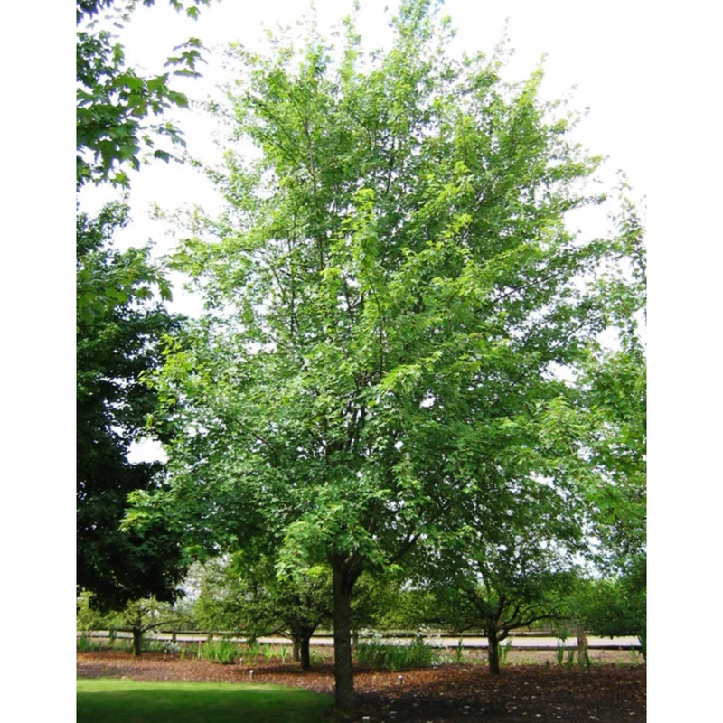 Acer x freemanii 'Autumn Fantasy®' – Érable 'Autumn Fantasy®'
