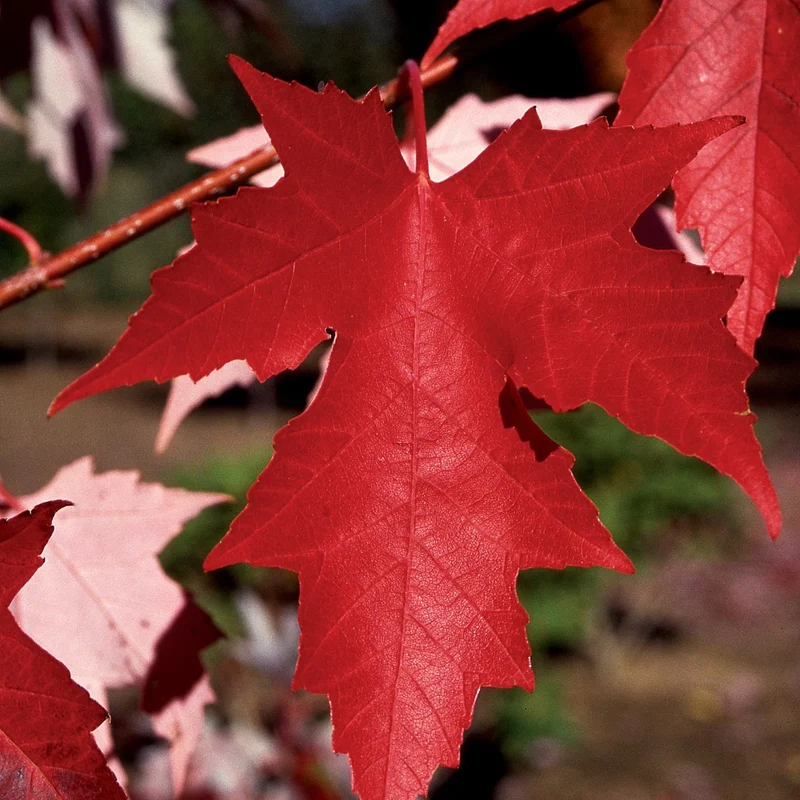 Acer x freemanii 'Autumn Fantasy®' – Érable 'Autumn Fantasy®'