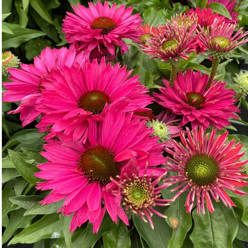 Echinacea SunSeekers® 'Sweet Fuchsia' – Échinacée SunSeekers® Sweet Fuchsia