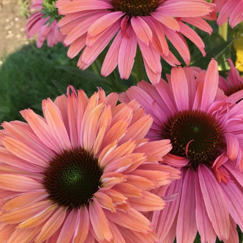 Echinacea SunSeekers® 'Pink Grapefruit' – Échinacée SunSeekers® Pink Grapefruit