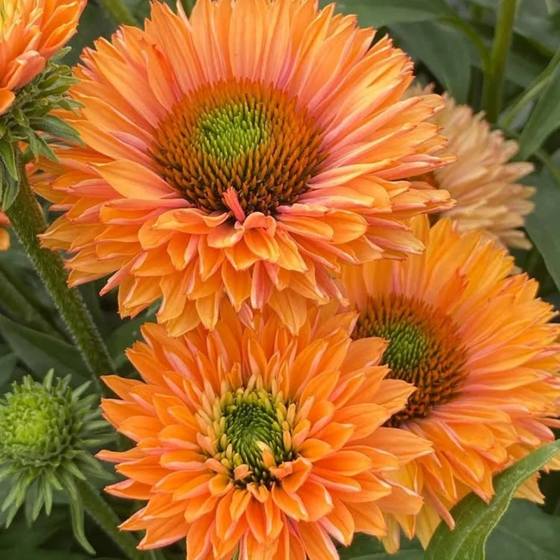 Echinacea SunSeekers® 'Pumpkin Pie' – Échinacée SunSeekers® Pumpkin Pie