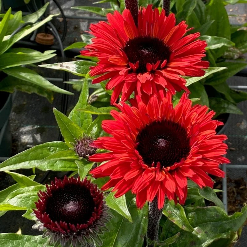 Echinacea SunSeekers® 'Racing Red' – Échinacée SunSeekers® Racing Red