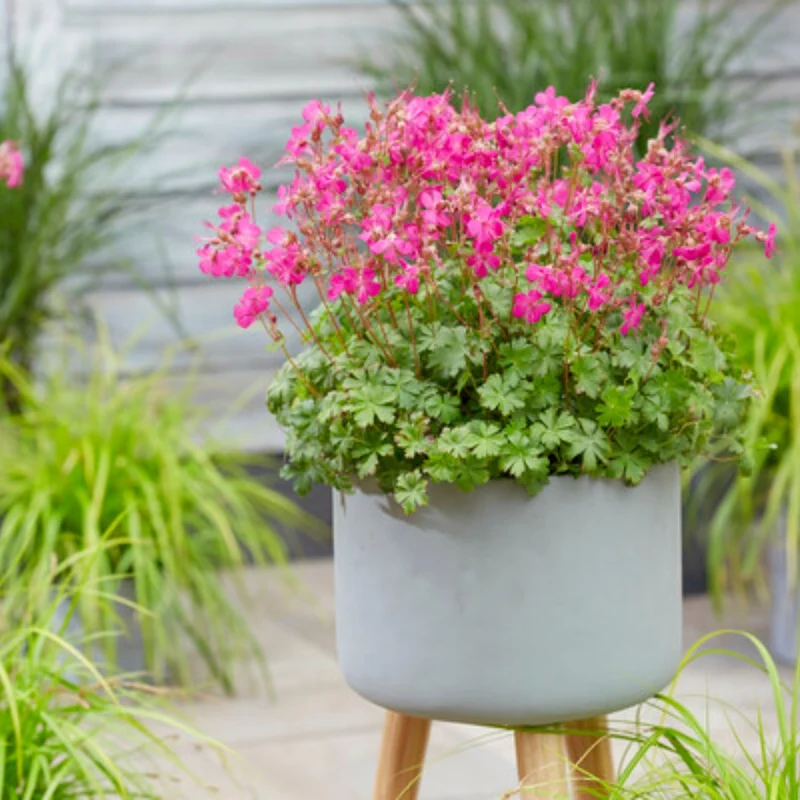 Geranium × cantabrigiense 'Intense Rose' - Géranium vivace 'Intense Rose'
