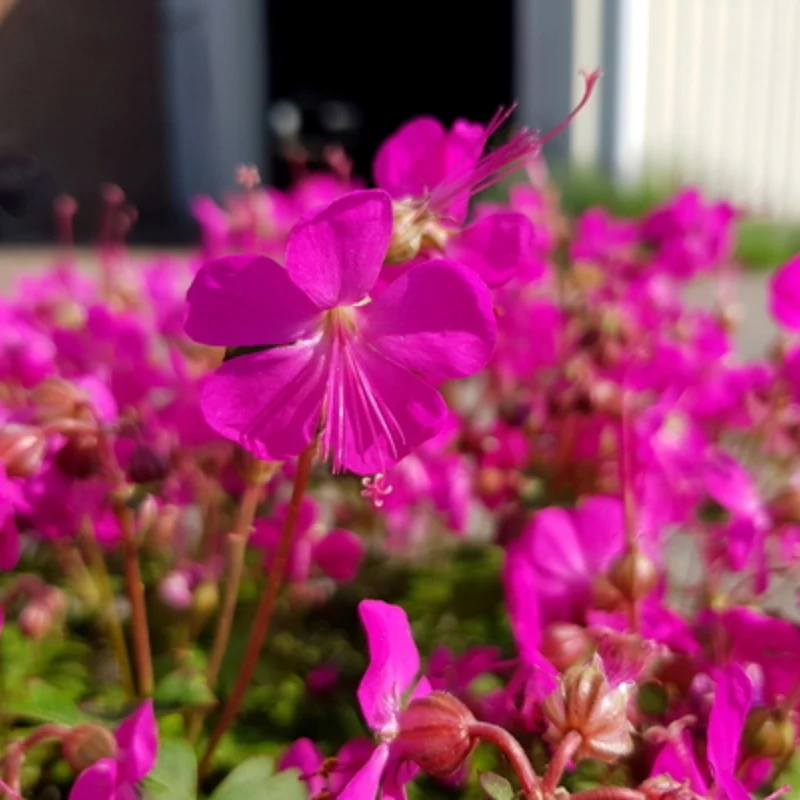 Geranium × cantabrigiense 'Intense Rose' - Géranium vivace 'Intense Rose'
