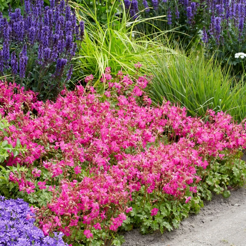 Geranium × cantabrigiense 'Intense Rose' - Géranium vivace 'Intense Rose'