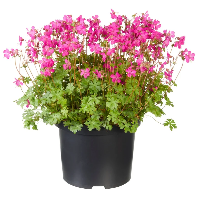 Geranium × cantabrigiense 'Intense Rose' - Géranium vivace 'Intense Rose'