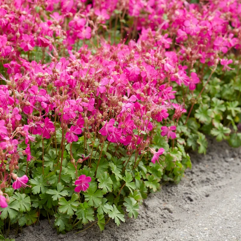 Geranium × cantabrigiense 'Intense Rose' - Géranium vivace 'Intense Rose'