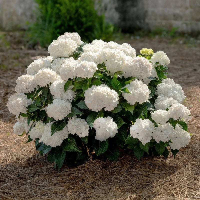 Hydrangea macrophylla 'Dreamcloud'® - Hydrangée 'Endless Summer® DreamCloud®'