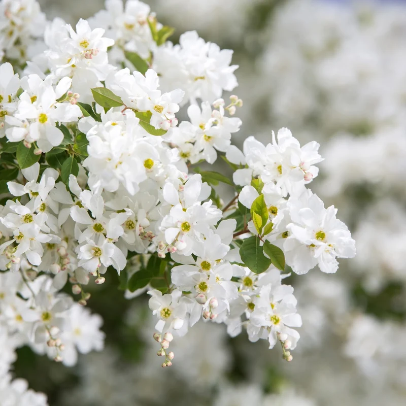 Exochorda x macrantha 'Bailmoon' – Exochorde First Editions® Lotus Moon™