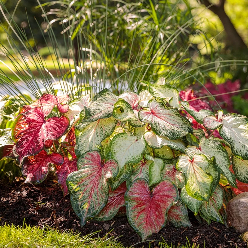 Assortiment Caladiums Heart to Heart®