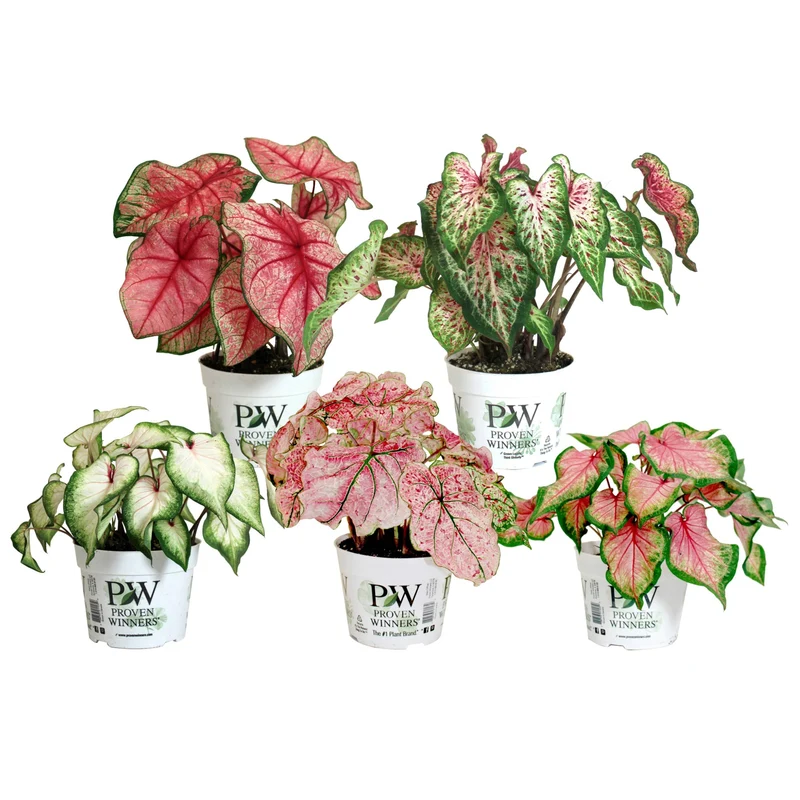 Assortiment Caladiums Heart to Heart®