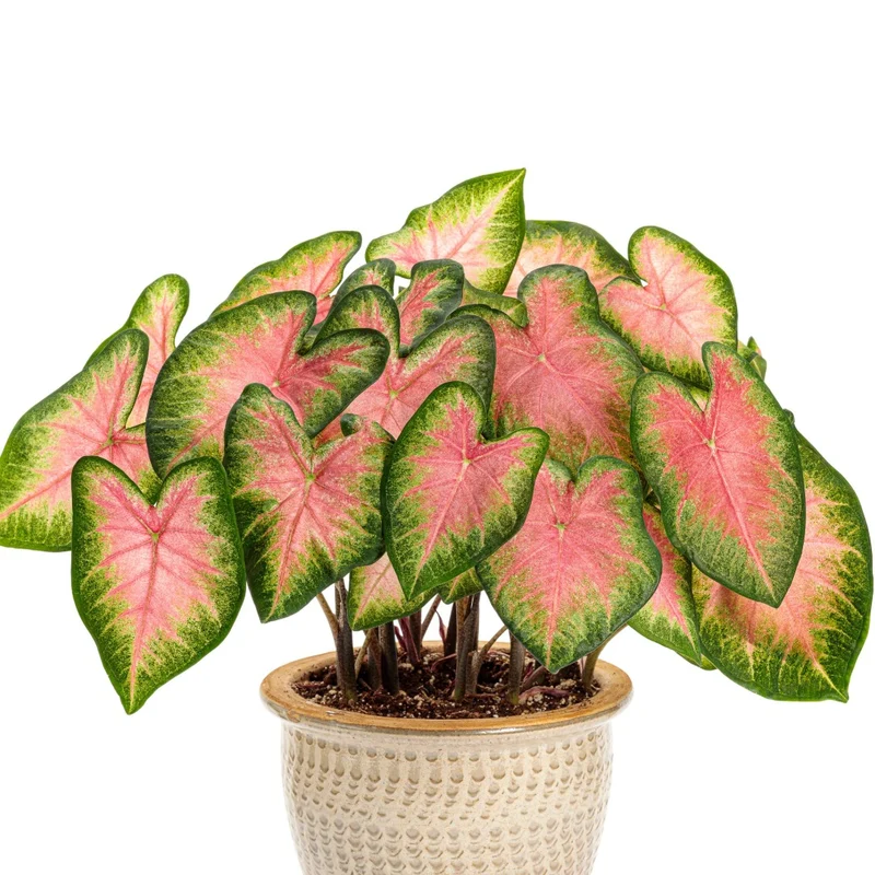 Assortiment Caladiums Heart to Heart®