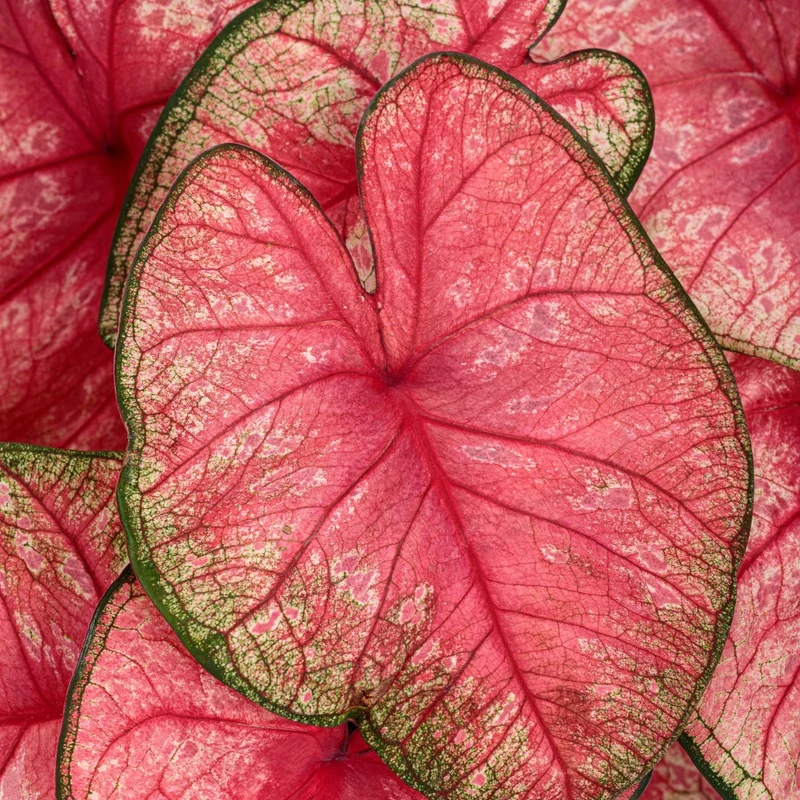 Assortiment Caladiums Heart to Heart®