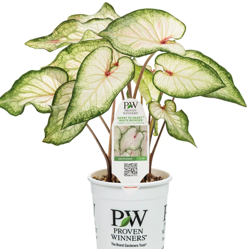 Assortiment Caladiums Heart to Heart®