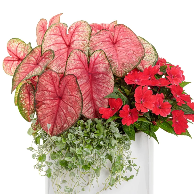 Assortiment Caladiums Heart to Heart®