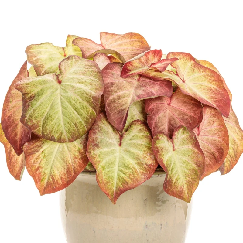 Assortiment Caladiums Heart to Heart®
