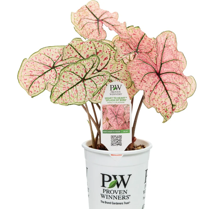 Assortiment Caladiums Heart to Heart®