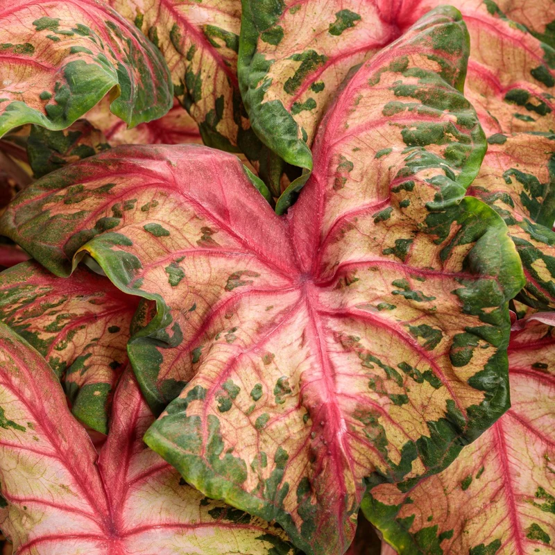 Assortiment Caladiums Heart to Heart®