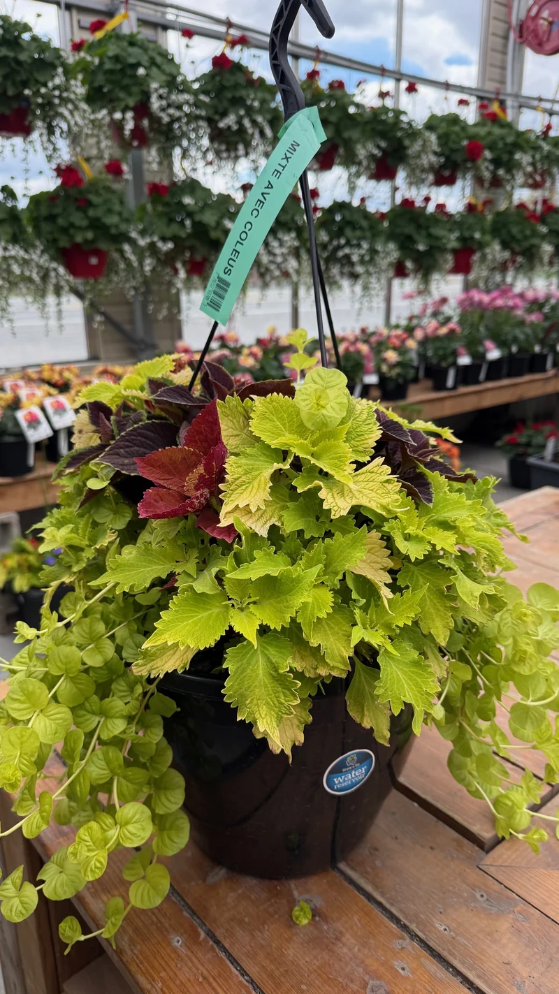 Jardinière Suspendue Mixte avec Coleus