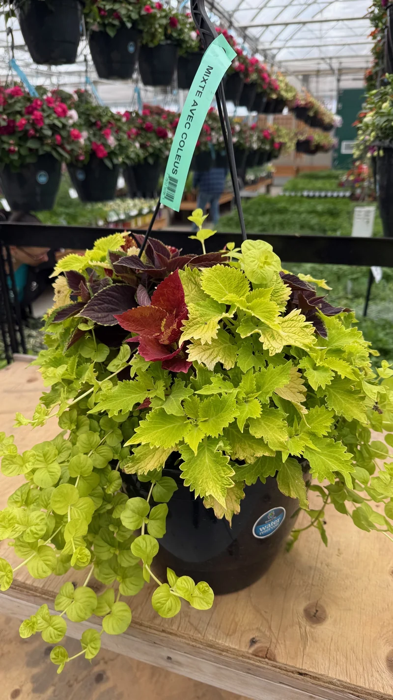 Jardinière Suspendue Mixte avec Coleus